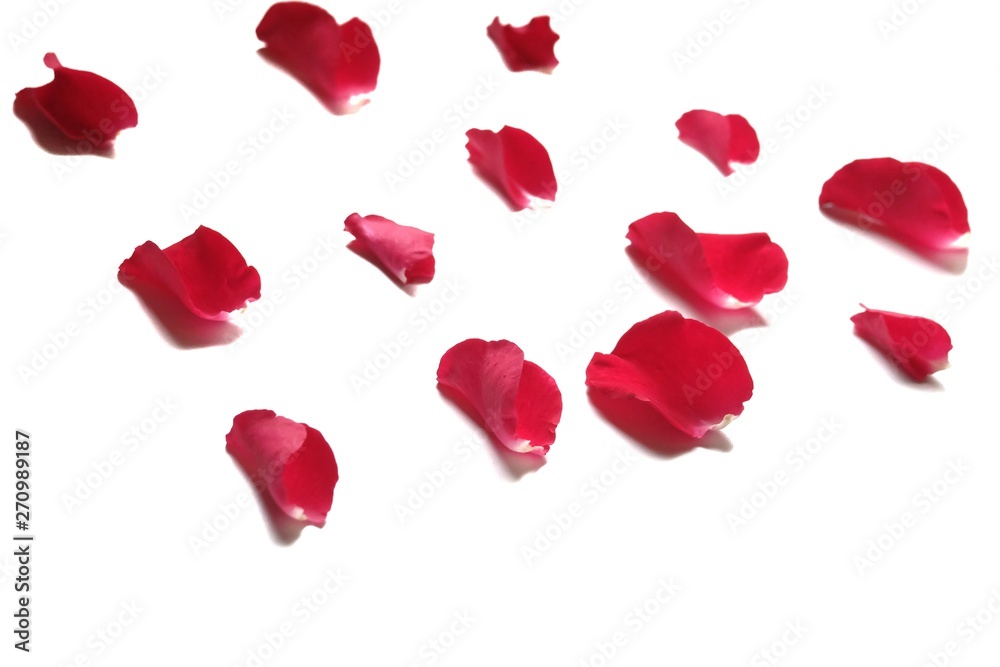 In senlective focus a group of red rose corollas on white isolated background In senlective focus a group of red rose corollas on white isolated background