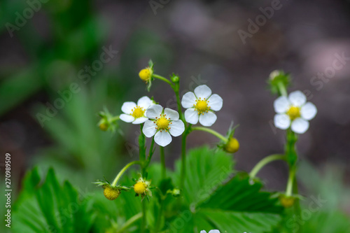 Fragaria ananassa flowering garden plant, group of white yellow flowers in bloom with green leaves