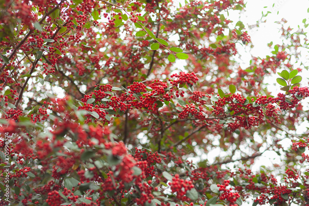 red berries of barberry