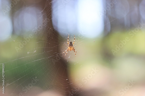 a spider on a cobweb in anticipation of food 