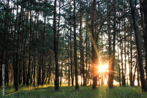 Beautiful forest in spring with bright sun shining through the trees
