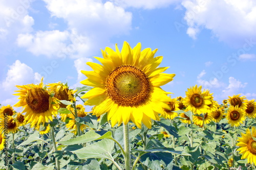 sun flower on the sky background