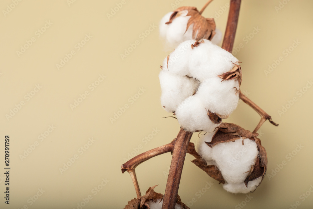 Branch cotton flowers on a colored background. Copy space Branch cotton flowers on a colored background. Copy space