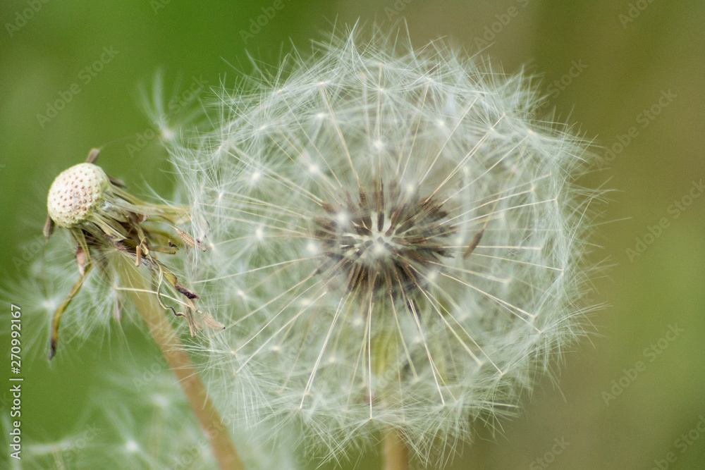 Fototapeta premium close up of dandelion on green background