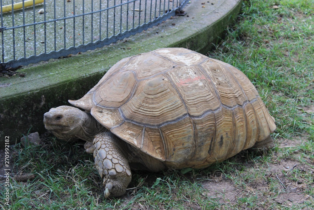 Obraz premium turtle on grass