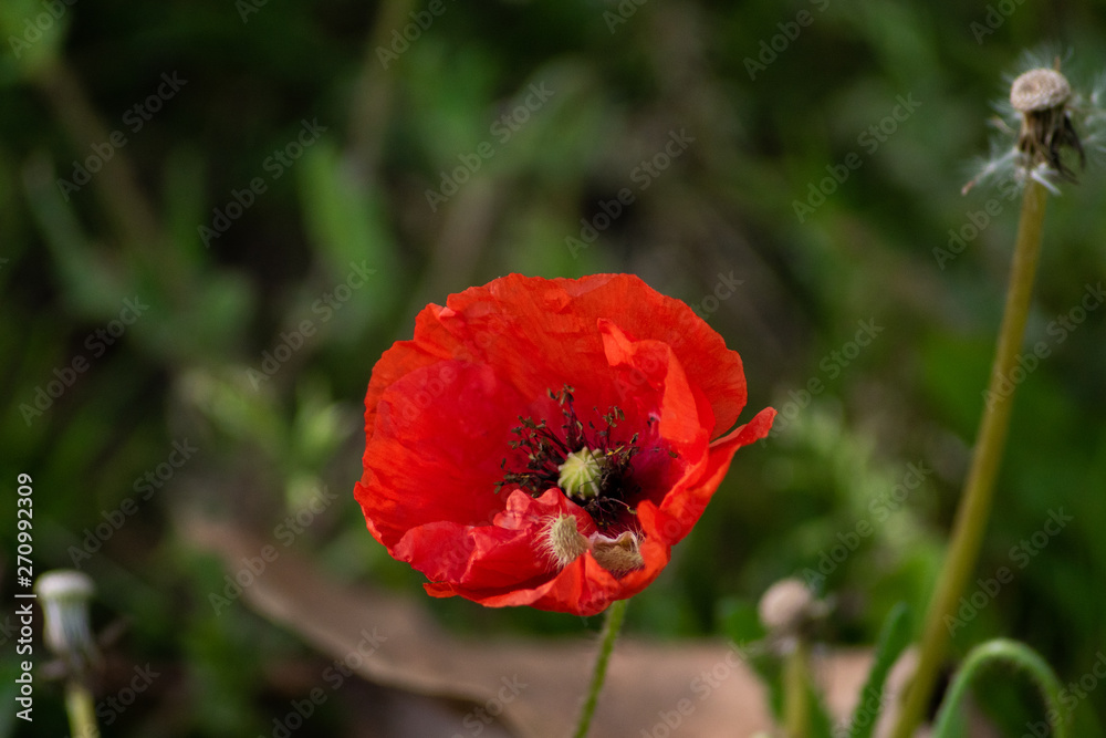 red poppy in field red poppy in field