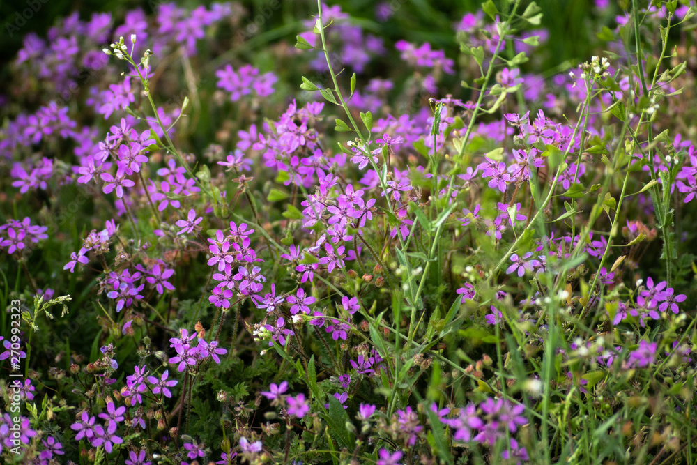 purple flowers in the garden