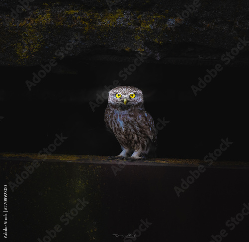 Plakat Athene noctua