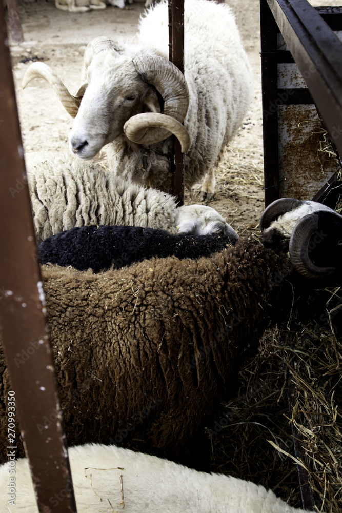 Naklejka premium Sheep in farm