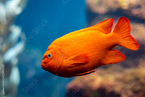Garibaldi fish (Hypsypops rubicundus), a bright orange type of damselfish, are the official marine fish of California and are protected in the local waters. The are numerous on Santa Catalina Island. photo
