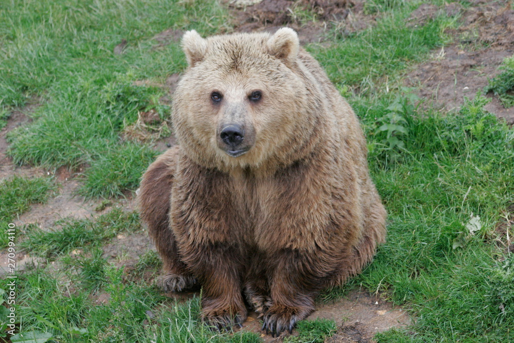 Obraz premium european brown bear, captive