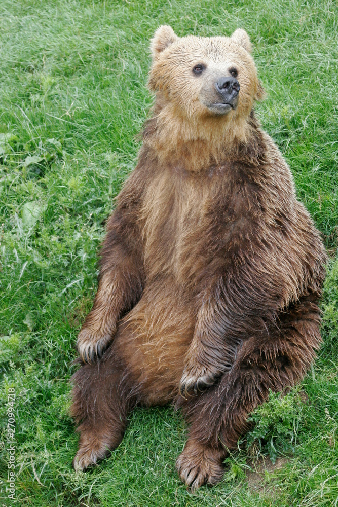 Obraz premium european brown bear, captive