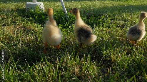 Little goslings. Video with geese. Geese. Goslings play in the garden. Goslin photo