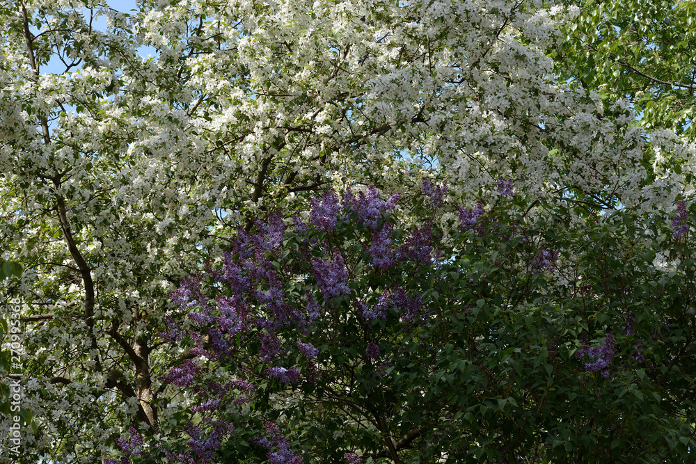 Purple blooming lilac bush on the background of white blooming lilac flowers. Spring blossom background