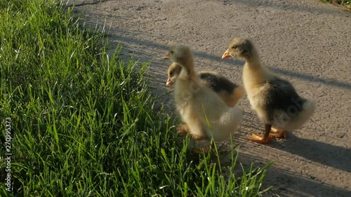 Little goslings. Video with geese. Geese. Goslings play in the garden. Goslin photo