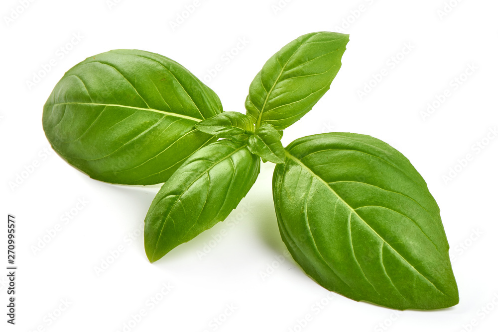 Fresh basil leaves, close-up, isolated on white background Fresh basil leaves, close-up, isolated on white background