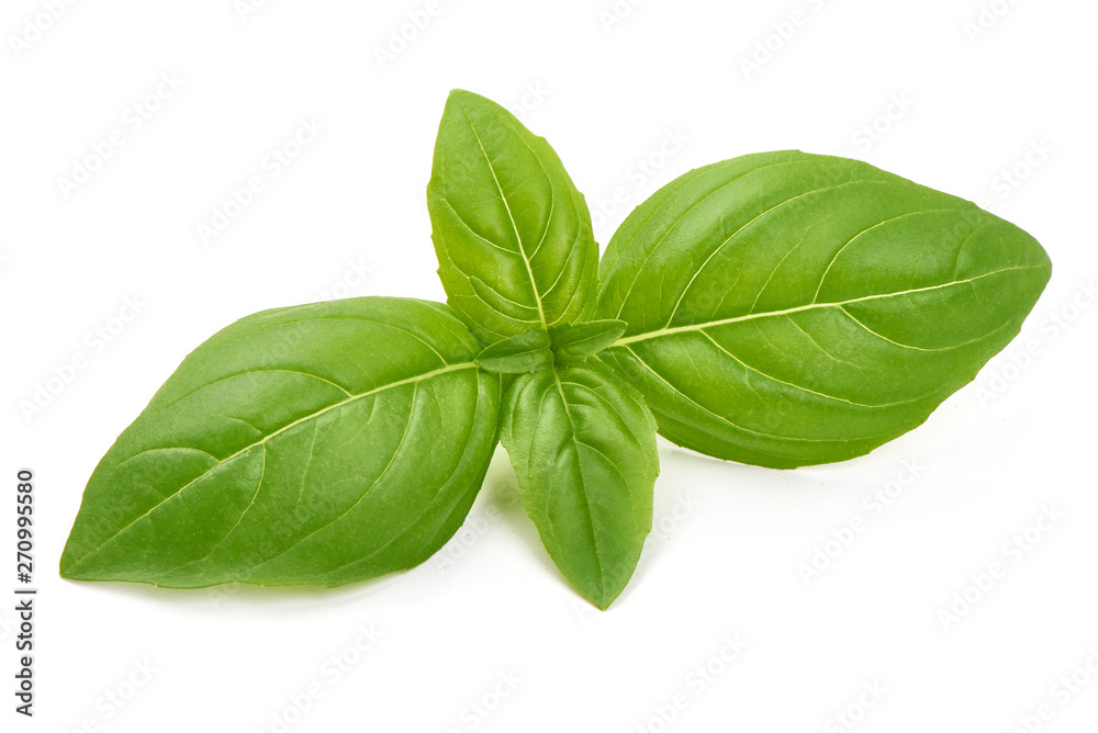 Fresh basil leaves, close-up, isolated on white background Fresh basil leaves, close-up, isolated on white background