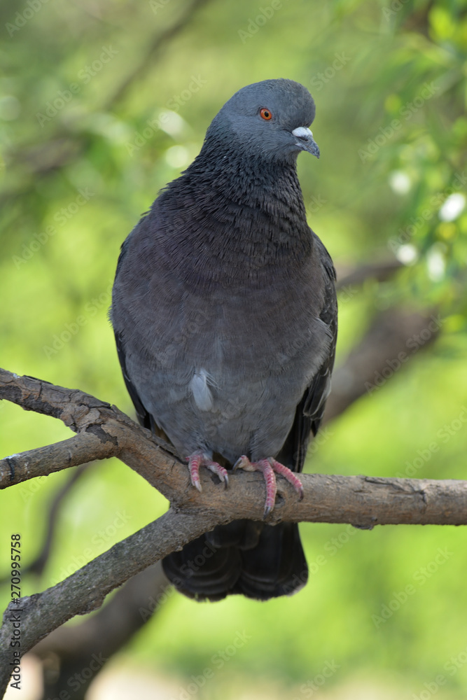 Gray beautiful pigeon sitting on a branch on a green background of blurred tree foliage on a sunny summer day.