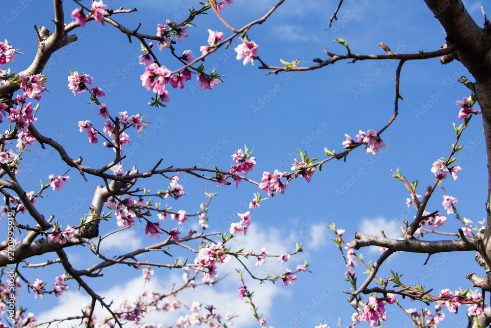 Peach blossom flower in the garden Peach blossom flower in the garden