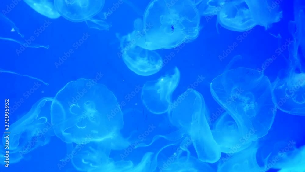 Big aquarium with uneven multi-colored lighting, wherein swimming different exotic Jellyfishes underwater. Selective soft focus. Big aquarium with uneven multi-colored lighting, wherein swimming different exotic Jellyfishes underwater. Selective soft focus.