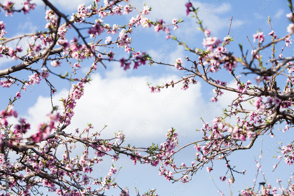 Peach blossom flower in the garden Peach blossom flower in the garden