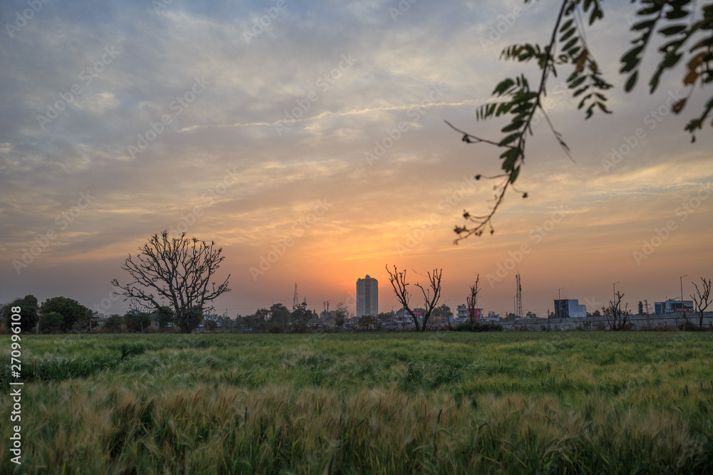 Fototapeta premium sunset over wheat field