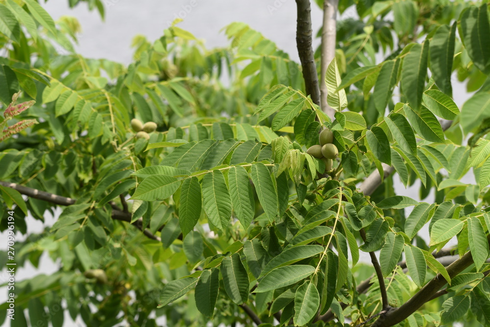 Manchurian walnut (Juglans mandshurica / Japanese walnut) Manchurian walnut (Juglans mandshurica / Japanese walnut)