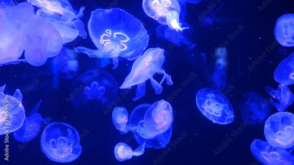 Big aquarium with uneven multi-colored lighting, wherein swimming different exotic Jellyfishes underwater. Selective soft focus.