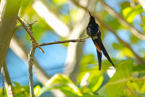 Swallow tailed Hummingbird  photo