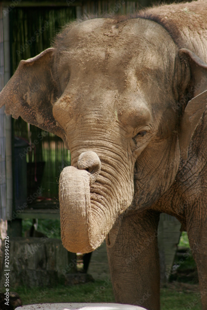 Obraz premium indian elephants 