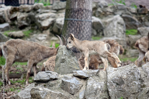 Siberian Ibex Baby on the Rock