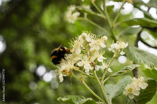 bee on whitebeam