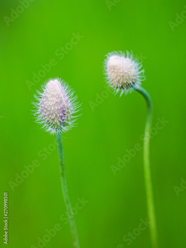 red poppy flower buds on a green blurred background