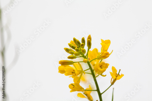 Canola rape seed flower on light background