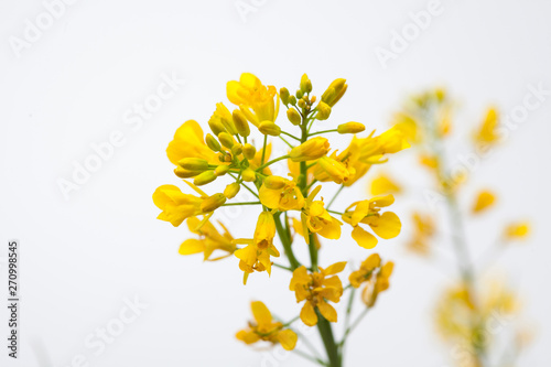 Canola rape seed flower on light background