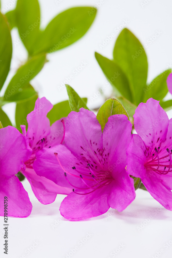 Beautiful royal azalea flower on white