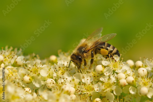 Biene Nahaufnahme Bienenbaum Blüte © Schlegelfotos