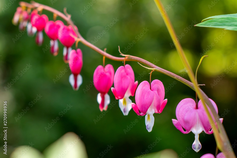 Fototapeta premium Pink bleeding heart flowers