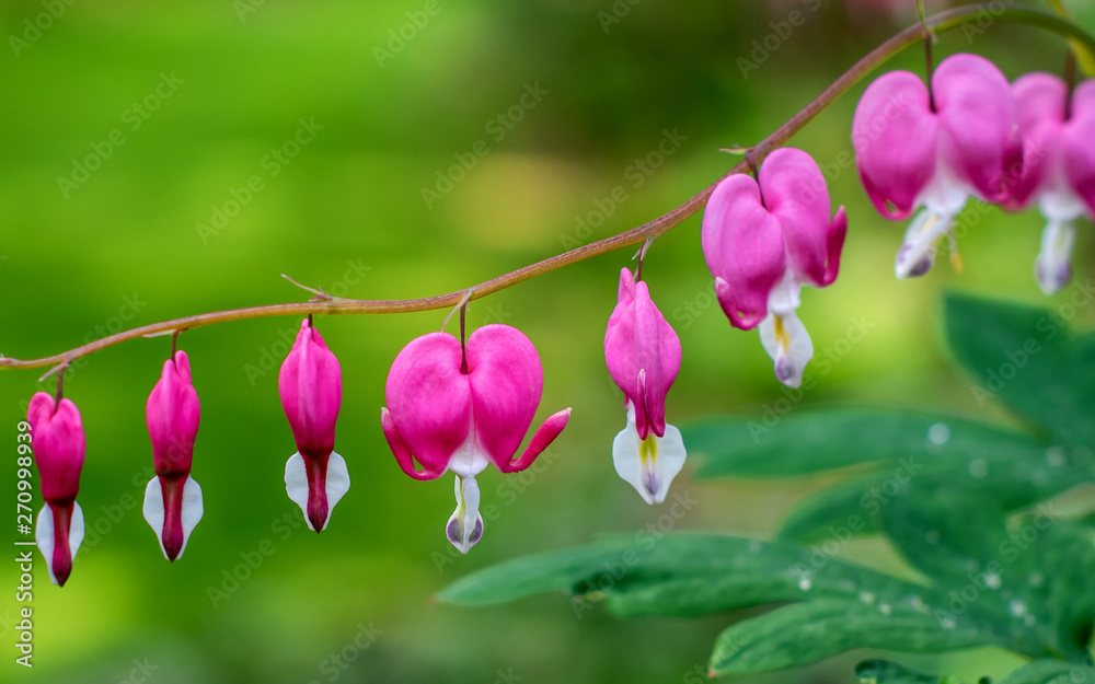 Pink bleeding heart flowers Pink bleeding heart flowers