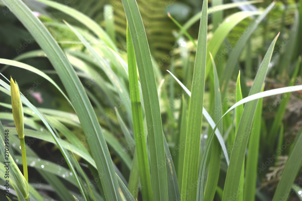 Plant Background For Your Design And Needs Plant Background For Your Design And Needs