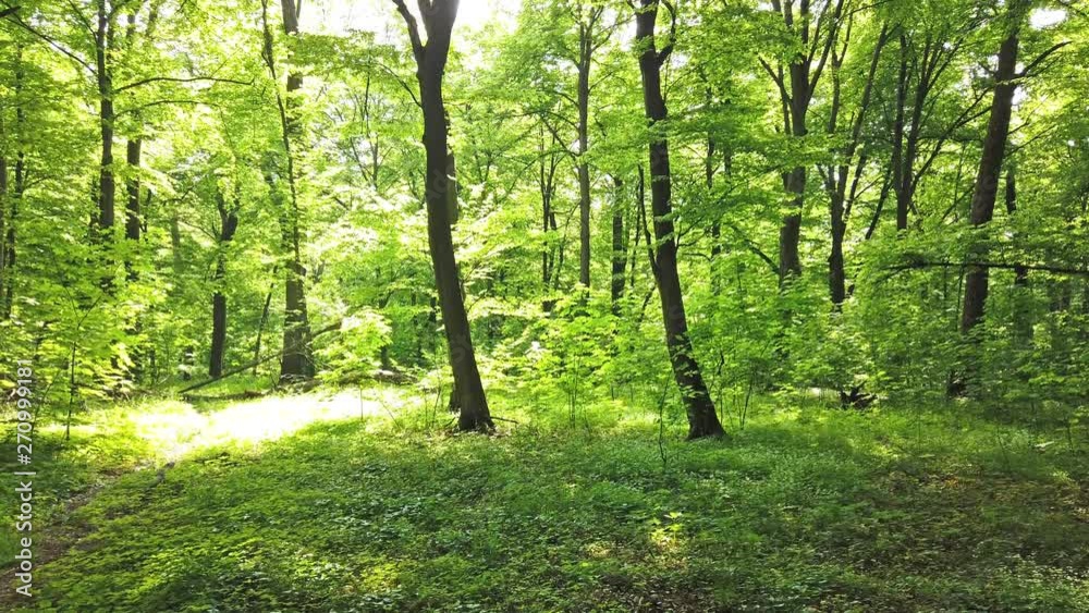 Green forest with trees and sun light going through leaves, 4K clip Green forest with trees and sun light going through leaves, 4K clip