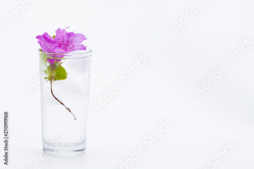 Royal azalea flower in glass of ice water on white background