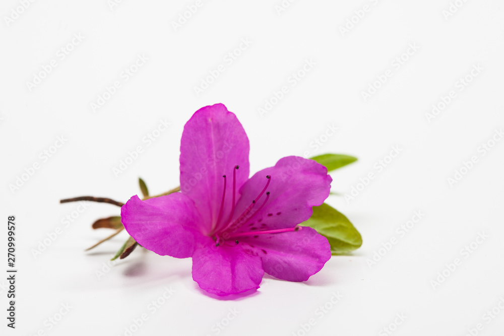 Azalea blooming on white background