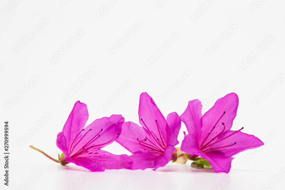Azalea blooming on white background Azalea blooming on white background