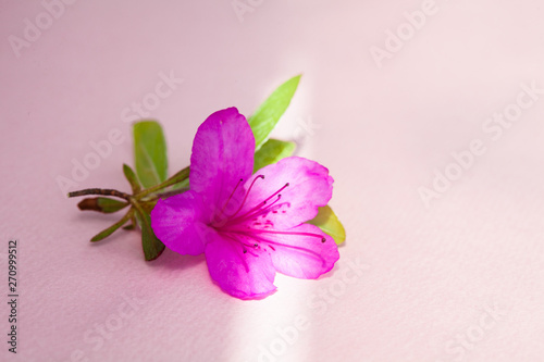 Azalea blooming on pink paper under the afternoon light 