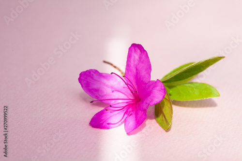 Azalea blooming on pink paper under the afternoon light 