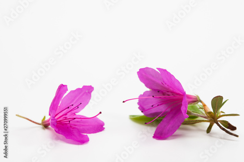 Azalea blooming on white background