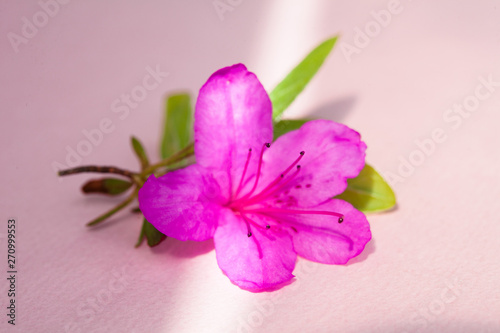 Azalea blooming on pink paper under the afternoon light 