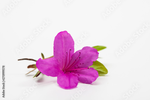 Azalea blooming on white background