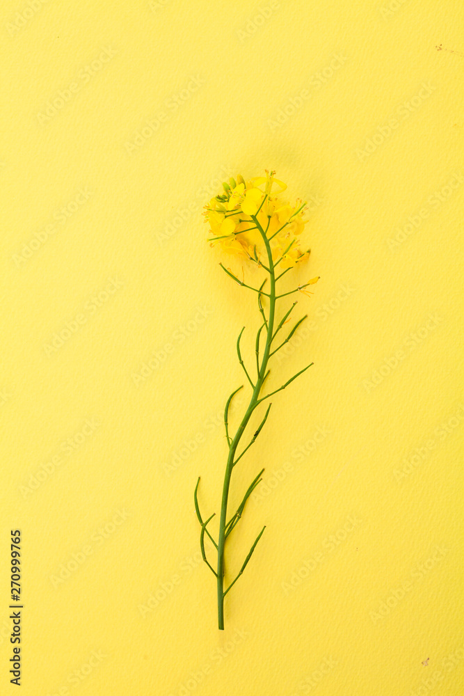 Canola rape seed flower on yellow background